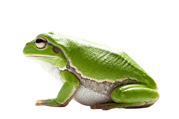 Fototapeta premium Close-up of a Green Tree Frog