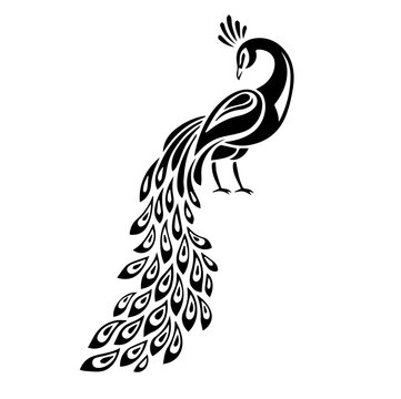 vector illustration of a Peachick