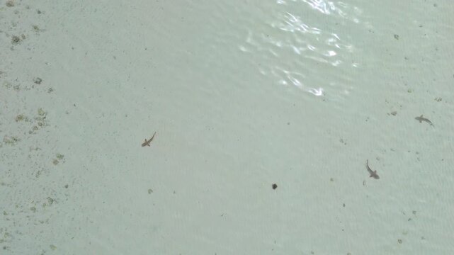 Top down drone footage of multiple baby sharks swimming in shallow clear water in Komodo National Park, Indonesia, revealing sandy seabed patterns and a calm tropical marine environment in 4K.