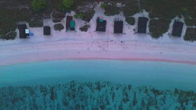 Top down drone footage of Pink Beach on Padar Island in Komodo, Indonesia, showing empty pink sand, turquoise water and wild deer and stags walking along the shoreline during calm morning light in 4K.