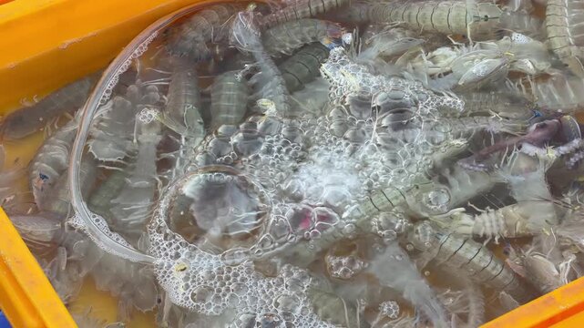 Close view of mantis shrimps beneath bubbling water in a plastic container, highlighting marine species displayed in a coastal market environment. Small marine species.