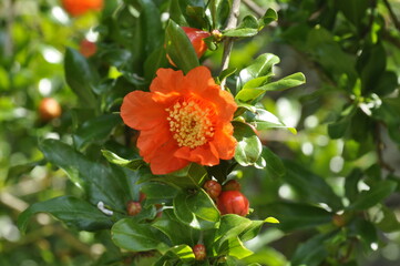Pomegranate blossom in a garden