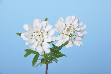 Iberis sempervirens in flower