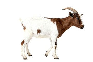 Fototapeta premium White and Brown Spotted Domestic Goat with Horns