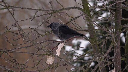 Kawka siedząca na nagich gałęziach drzewa i dziobiąca kawałek zawieszonej słoniny © tomo81