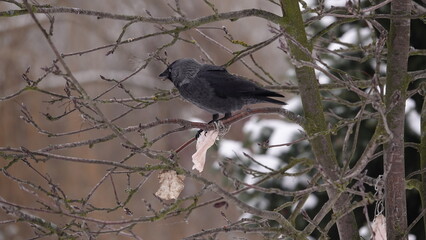 Kawka siedząca na nagich gałęziach drzewa i dziobiąca kawałek zawieszonej słoniny © tomo81