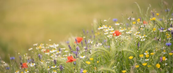 A vibrant field of wildflowers featuring red poppies, yellow daisies, and purple blooms, creating a picturesque natural landscape.