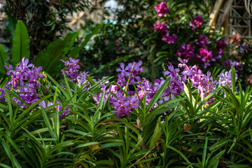 Naklejka premium Beautiful orchids in the park of an ancient temple against the backdrop of a blue sky in the vicinity of Chiang Mai