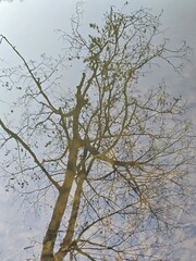 Obraz premium tree branches against blue sky
