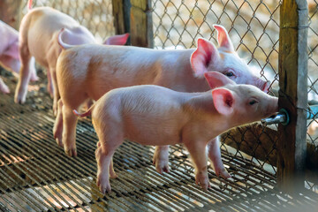 Young pink piglet drinking water from automatic nipple drinker system in pigpen in pigfarm © NARONG