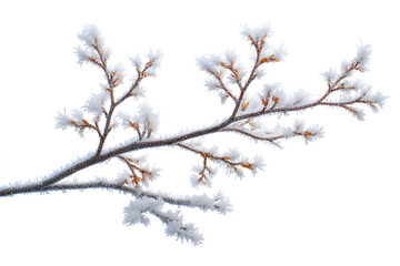 snow covered branches