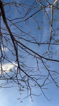 Vertical low angle of last yellow leaf on bare tree branches against blue sky