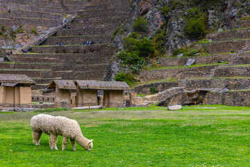 Llamas on the pasture in Ollantaytambo