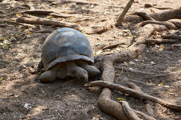Prison Island Sansibar Tansania