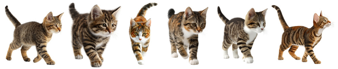 Obraz premium Full Body Domestic Cat Portrait with Realistic Fur transparent 