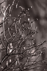 Glitter of frozen branches. Trees in ice. Icy background. Frozen beauty. Cold weather. Black and white photo. Ice aesthetics. Cold blue tint. Background texture. Unusual winter. Beautiful nature.