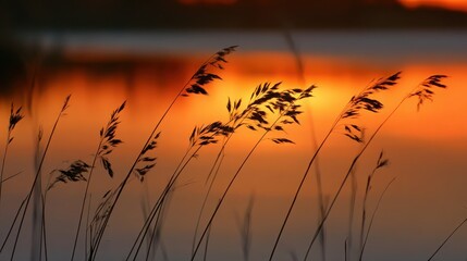 Obraz premium Tall Reeds Gently Swaying Against a Fiery Sunset Sky at Dusk
