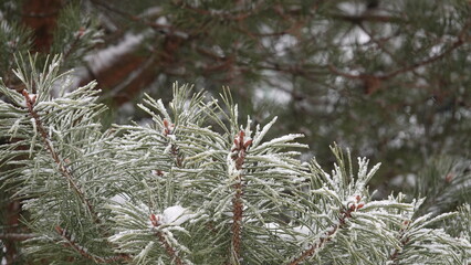 Szron na zielonych igłach sosny w zimowe popołudnie © tomo81