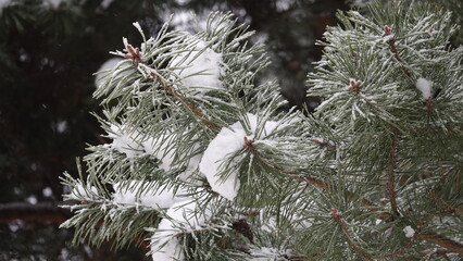 Szron na zielonych igłach sosny w zimowe popołudnie © tomo81