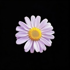 Macro Digital Illustration of a Single Purple Daisy with a Detailed Yellow Center on Black Background

