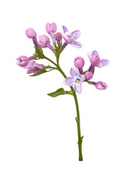Obraz premium Small sprig of purple lilac flowers isolated on white or transparent background