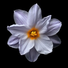 Detailed Macro Illustration of a Single Purple Wildflower with Textured Petals Isolated on Black Background