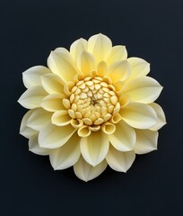 Detailed Macro Illustration of a Single Cream Yellow Dahlia Flower Isolated on a Black Background
