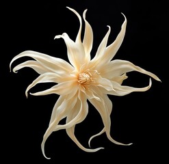 Detailed Macro Illustration of a Single Cream Starburst Flower with Long Curved Petals Isolated on Black
