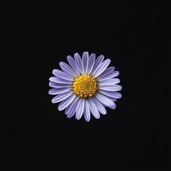 Detailed Macro Illustration of a Single Purple Daisy with Yellow Center Isolated on Black Background


