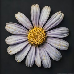 Detailed Macro Illustration of a Single Purple Daisy with Yellow Center Isolated on Black Background


