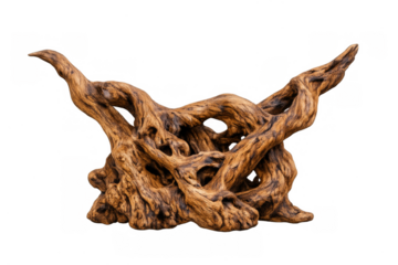 Gnarled twisted driftwood structure on transparent background