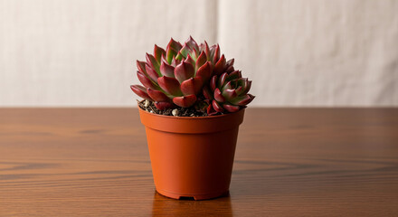 Fototapeta premium A succulent plant with red and green leaves in a brown pot, set on a wooden table against a white backdrop, representing growth, nature and tranquility