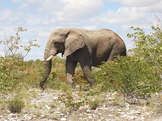 Elephant in Etosha NP