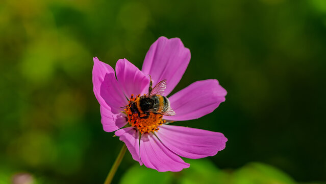 A bumblebee collects nectar on a pink cosmos flower (Cosmos bipinnatus) against a blurred background.