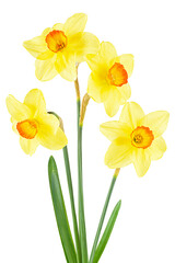 Beautiful narcissus flowers with green leaves isolated on a white background. Daffodils, spring flowers.