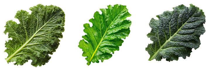 Three textured green kale leaves with prominent veins and ruffled edges isolated on a transparent background