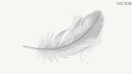 Obraz premium Detailed gray bird feather illustration with soft shading