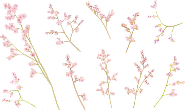 set of Watercolor vector illustrator flower branch, isolated on white background