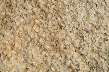 Sedimentary  rock with many fossils of seashell closeup