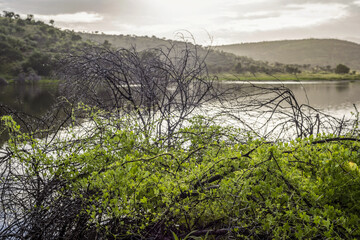 Paysage lacustre au petit matin en Namibie