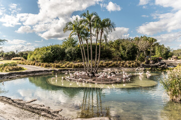 Fototapeta premium A pond with a tree in the middle and a flock of flamingos. The water is green and the sky is cloudy