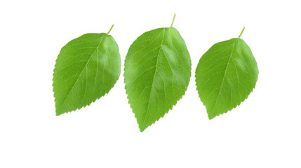 Naklejka premium Green leaf isolated nature plant foliage fresh botanical organic natural environment. Three vibrant green leaves isolated transparency background showing detailed veins and natural texture perfect