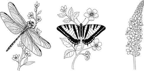 Hand-drawn botanical and insect illustration featuring dragonfly, butterfly, and flowering plants for nature design and educational use © Hafeza