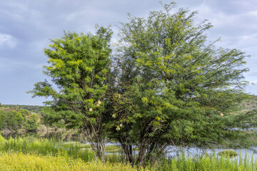 Arbre sur les rives d'un lac