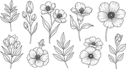 Hand-drawn botanical illustration of colorful flowers, buds, and berry branches for nature design, floral art, and educational use © Hafeza