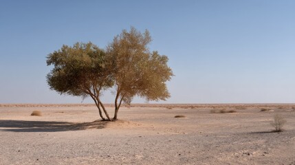 Fototapeta premium Solitary Trees in an Arid Desert Landscape Under a Clear Blue Sky