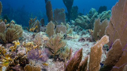 Underwater coral reef garden thriving in blue ocean © Focused Adventures