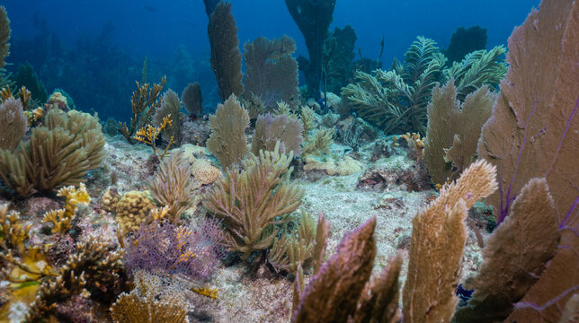Underwater coral reef garden thriving in blue ocean