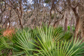 A lush green forest with a lot of palm trees. The trees are covered in moss and the leaves are green