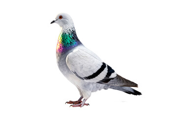 Obraz premium White Rock Pigeon with Colorful Neck